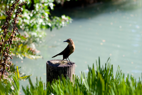 Bird On A Post - Preview Bird On A Post - Preview